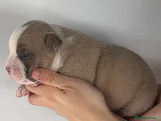 American Bully perros Preciosos Cachorros de American Bully - Anuncio 25