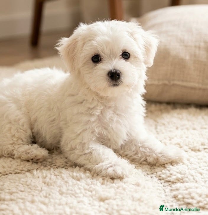 Bichón Maltés perros en venta: Bichon maltés americano - Anuncio 1