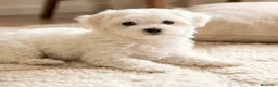 Bichón Maltés perros en venta: Bichon maltés americano - Anuncio 1