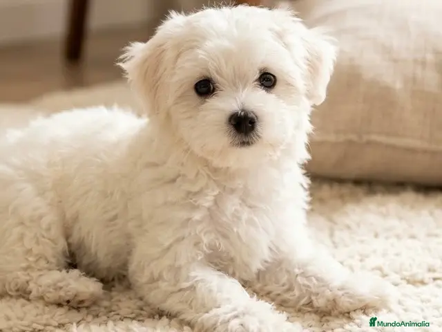 Bichón Maltés perros en venta: Bichon maltés americano - Anuncio 1