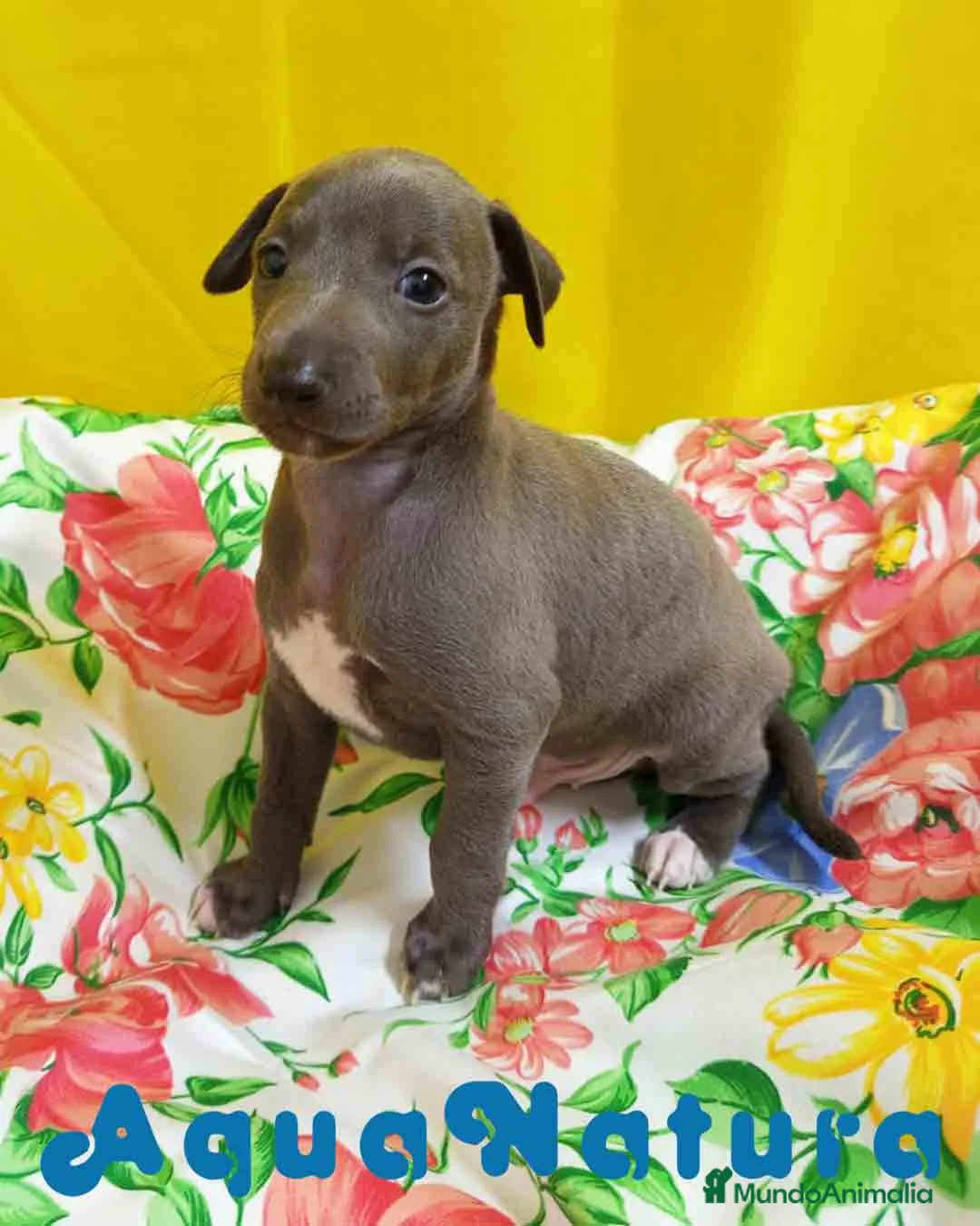 Pequeño Lebrel Italiano perros en venta: Lebrel Italiano Macho 1751 AQUANATURA - Anuncio 9