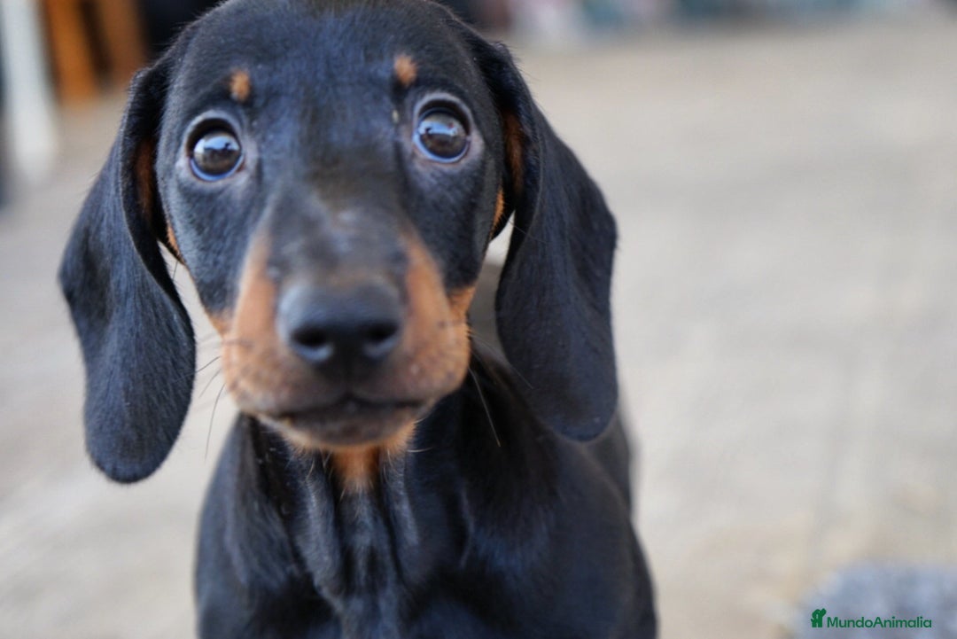 Teckel Miniatura perros en venta: 🐾 CONOCE A GINA UNA PEQUEÑA TECKEL MINIATURA 🖤 - Imagen 6