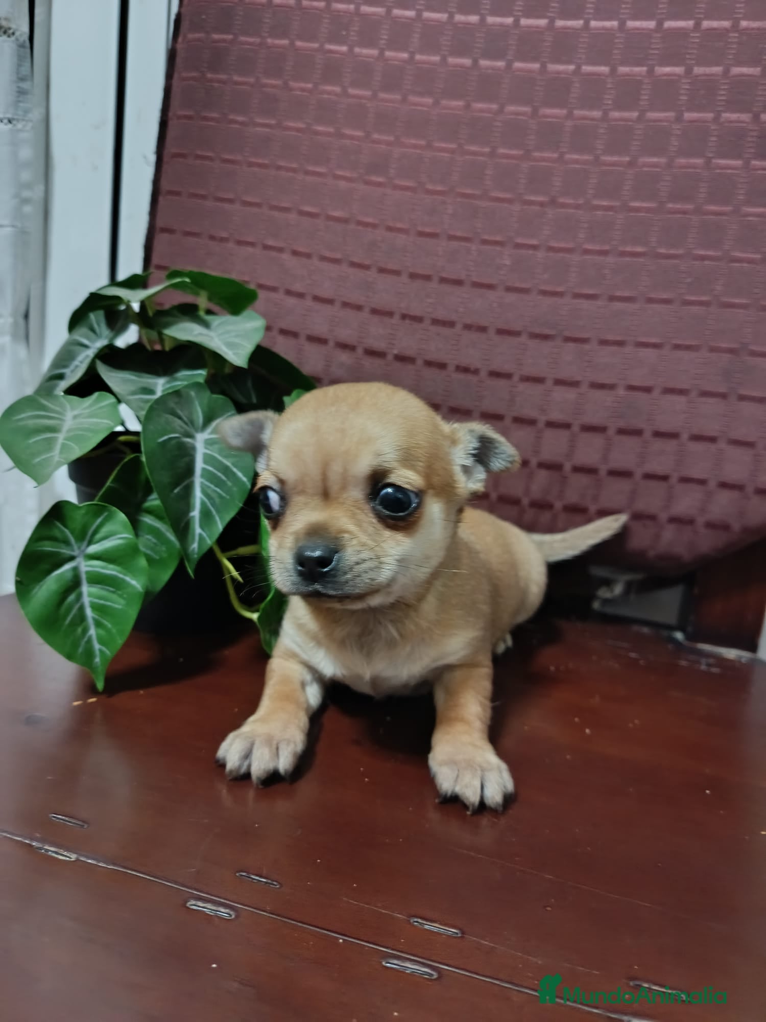 Chihuahua perros Chihuahua Toy macho precioso  - Anuncio 1