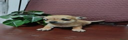 Chihuahua perros en venta: Chihuahua Toy macho precioso  - Anuncio 1
