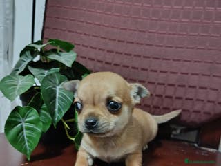 Chihuahua perros Chihuahua Toy macho precioso - Anuncio 4