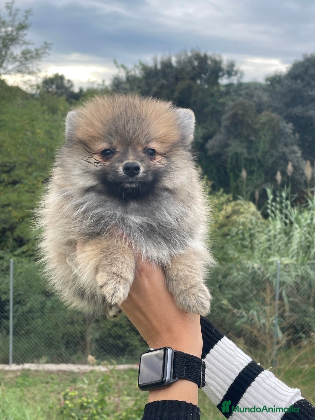 Pomerania perros en venta: Preciosos pomerania  - Anuncio 1