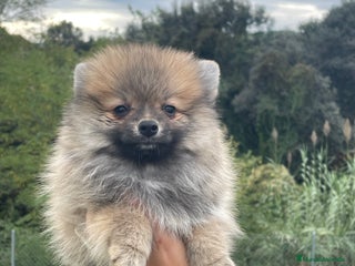 Pomerania perros Preciosos pomerania - Anuncio 2