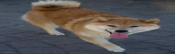 Shiba Inu perros en venta: SHIBA INU EN PONTEVEDRA - Anuncio 6