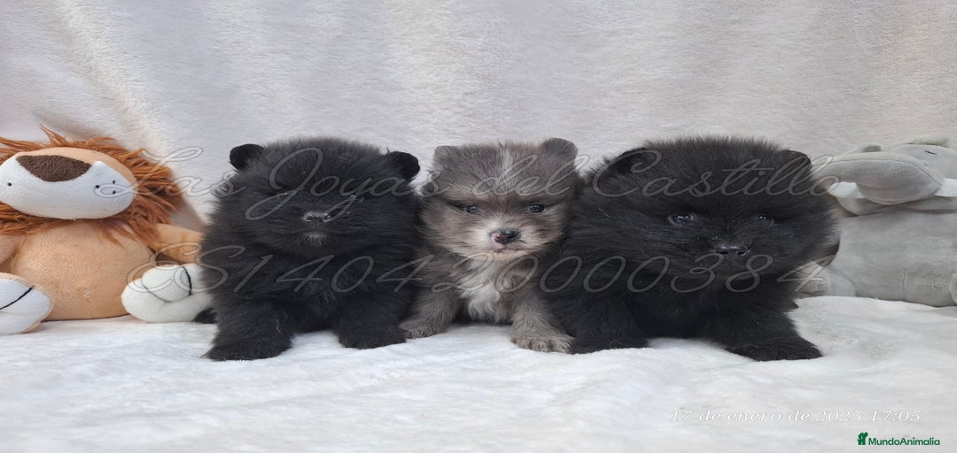 Imagen de galería {{count}}