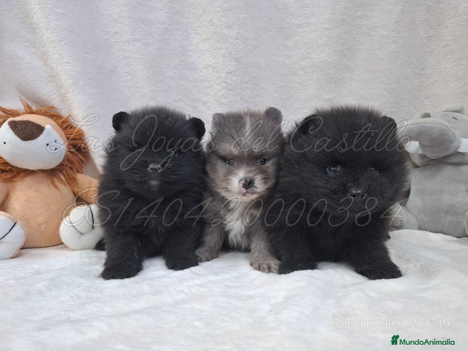 Imagen de galería {{count}}