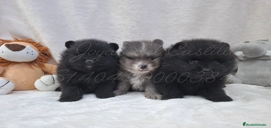 Imagen de galería {{count}}