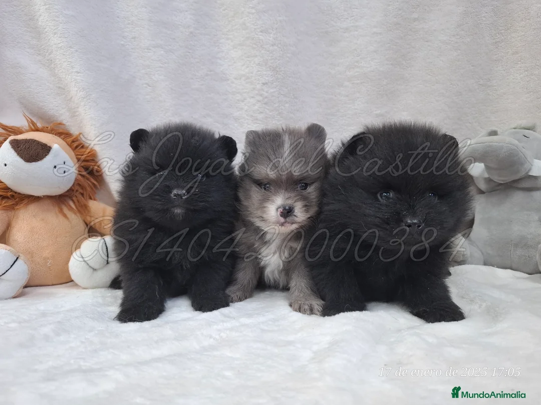 Imagen de galería {{count}}