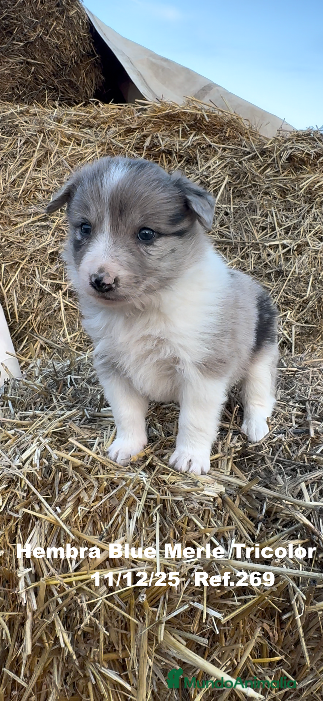 Border Collie perros en venta: Border Collie - Anuncio 7