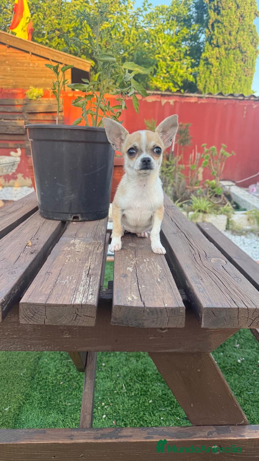 Chihuahua perros Chihuahua cachorra - Anuncio 1