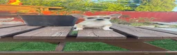 Chihuahua perros en venta: Chihuahua cachorra - Anuncio 1
