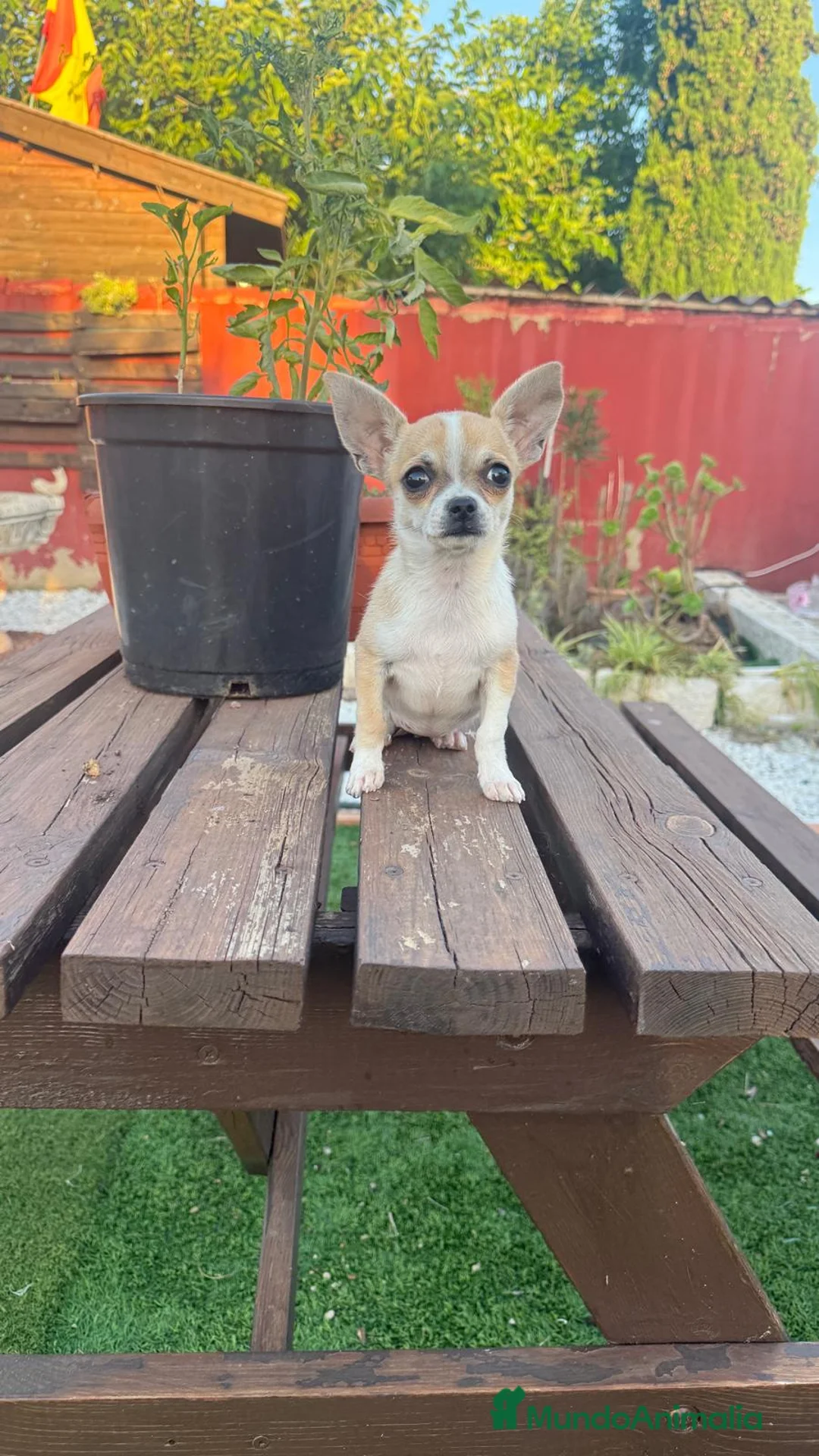Chihuahua perros en venta: Chihuahua cachorra - Anuncio 1