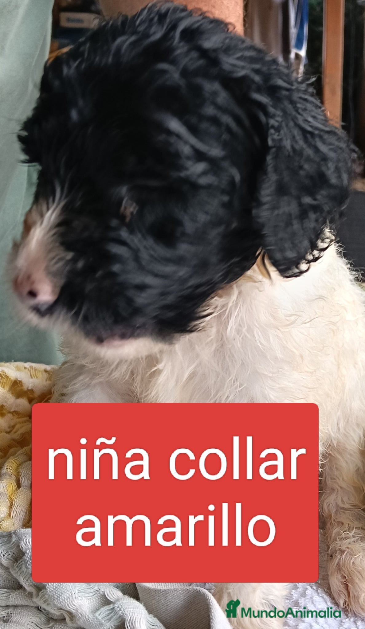 Labradoodle perros en venta: Labradoodles - Anuncio 3
