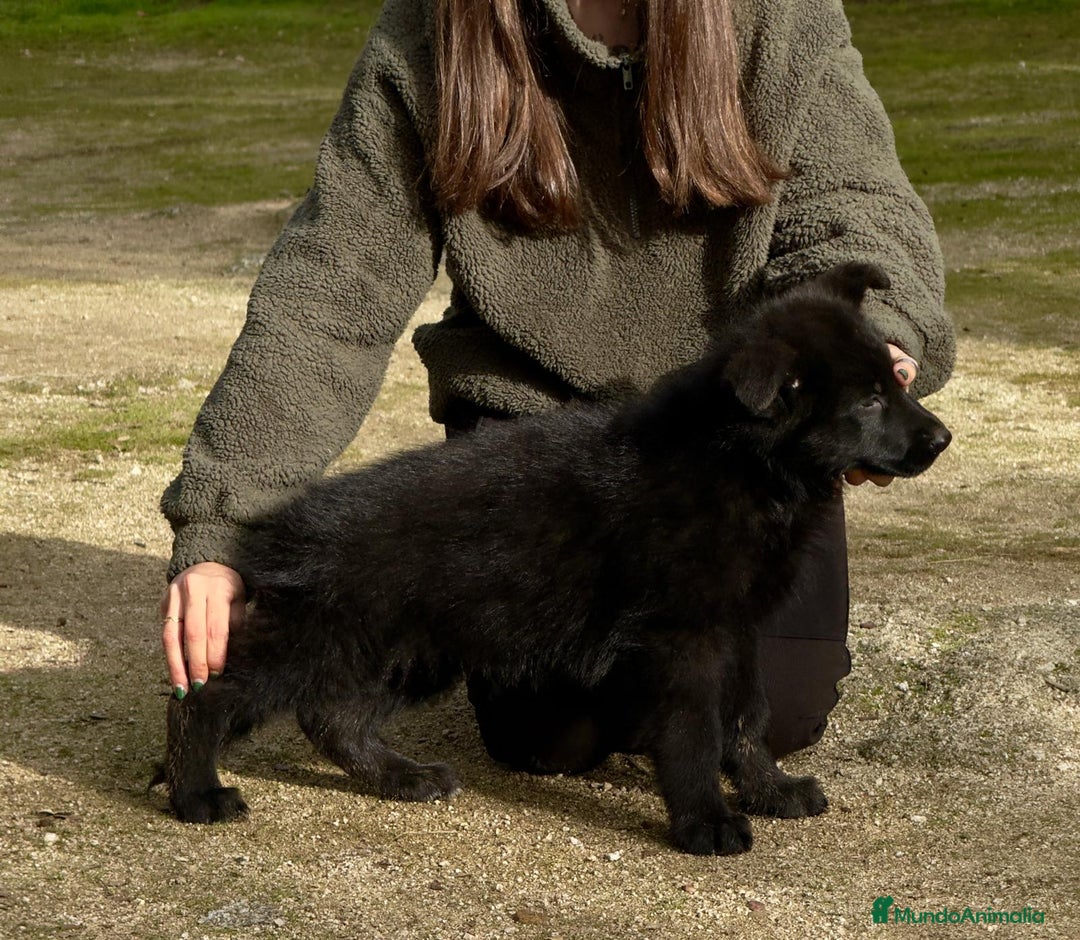 Pastor Alemán perros en venta: Pastor alemán belleza  - Anuncio 4