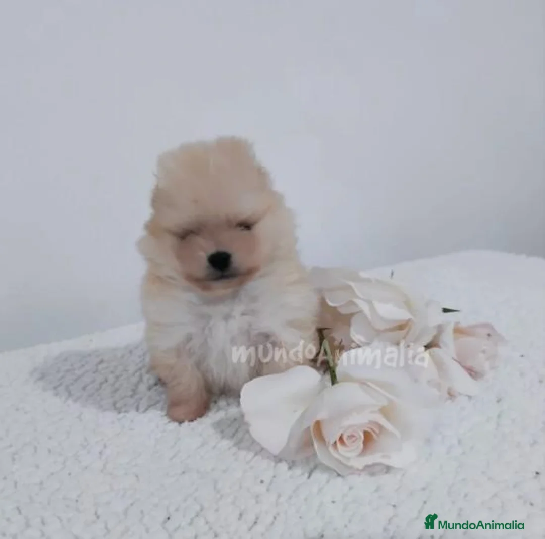 Imagen de galería {{count}}