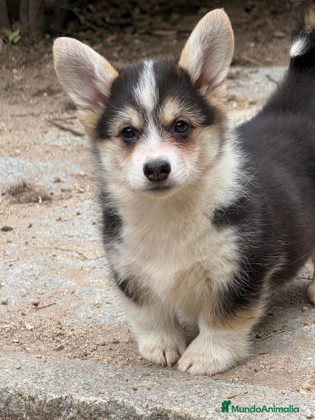 Welsh Corgi Pembroke perros corgi pembroke tricolor  - Anuncio 1