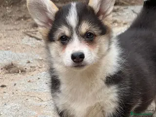 Welsh Corgi Pembroke perros corgi pembroke tricolor - Anuncio 1