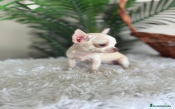 Chihuahua perros en venta: CHIHUAHUA HEMBRA - Imagen 14