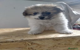 Pomerania perros en venta: Cachorritos de pomerania  - Imagen 4