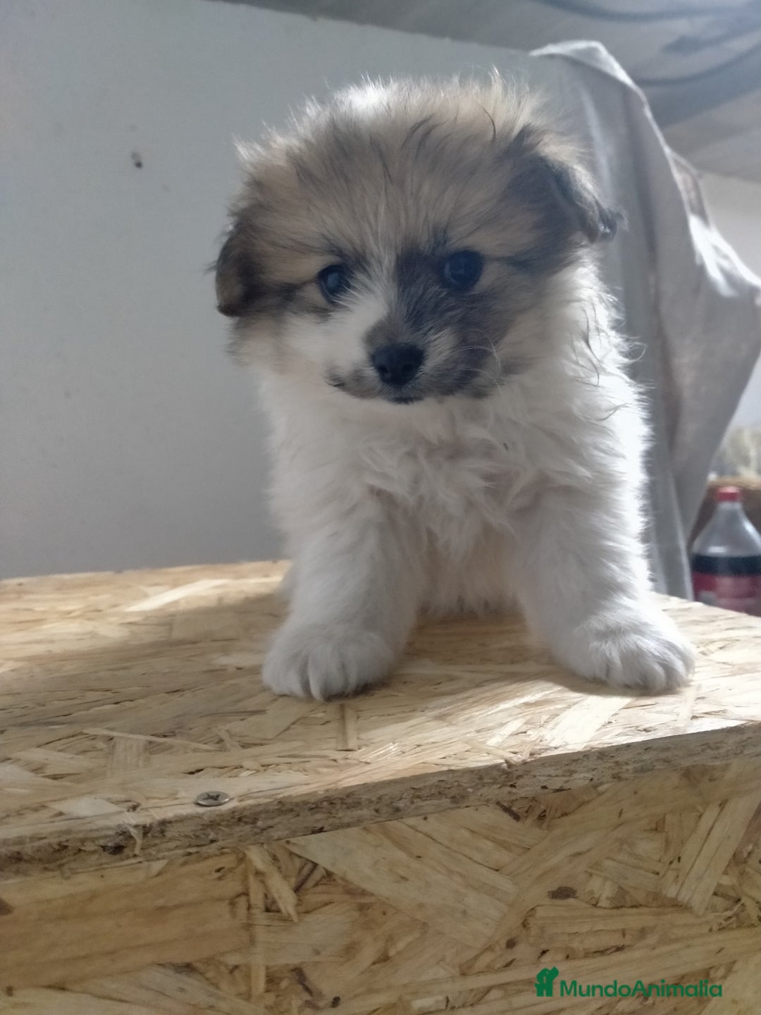 Pomerania perros en venta: Cachorritos de pomerania  - Imagen 4