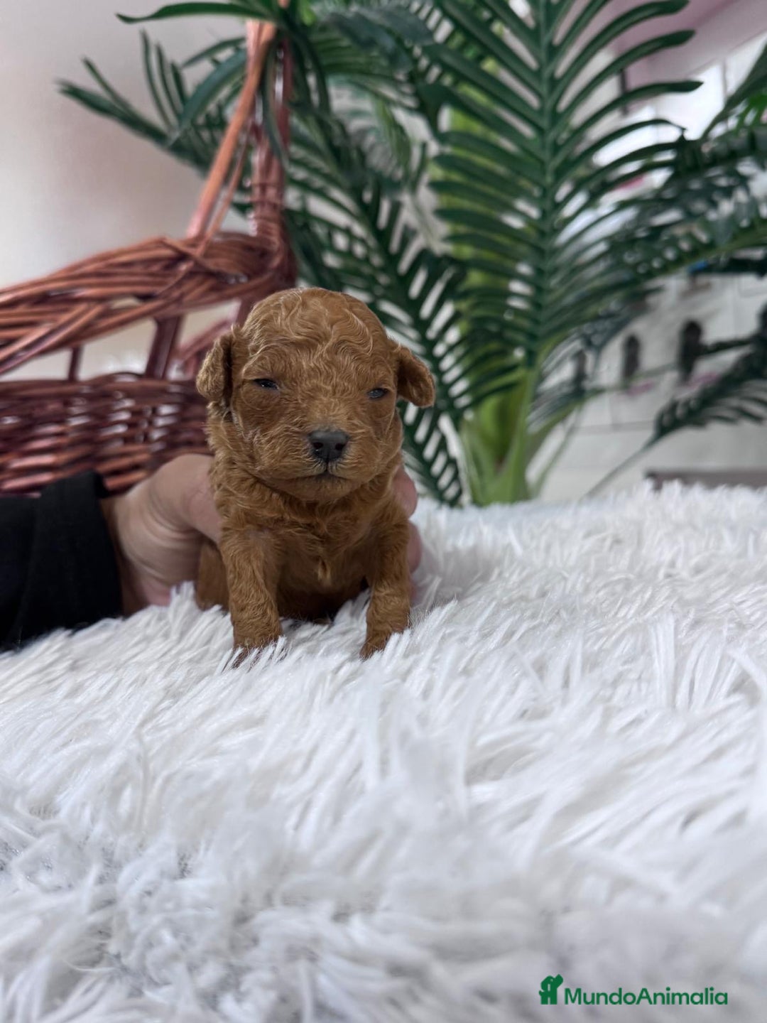 Caniche Toy perros en venta: CANICHE TOY - Anuncio 10