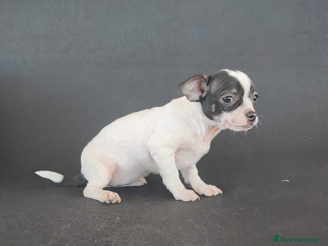 Chihuahua perros en venta: CHIHUAHUA   - Anuncio 3