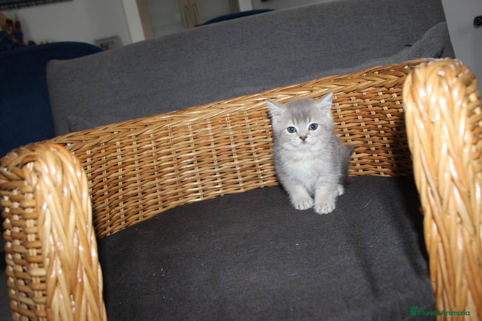 Británico de Pelo Corto gatos Adorable macho British tabby lillac en Madrid - Anuncio 2