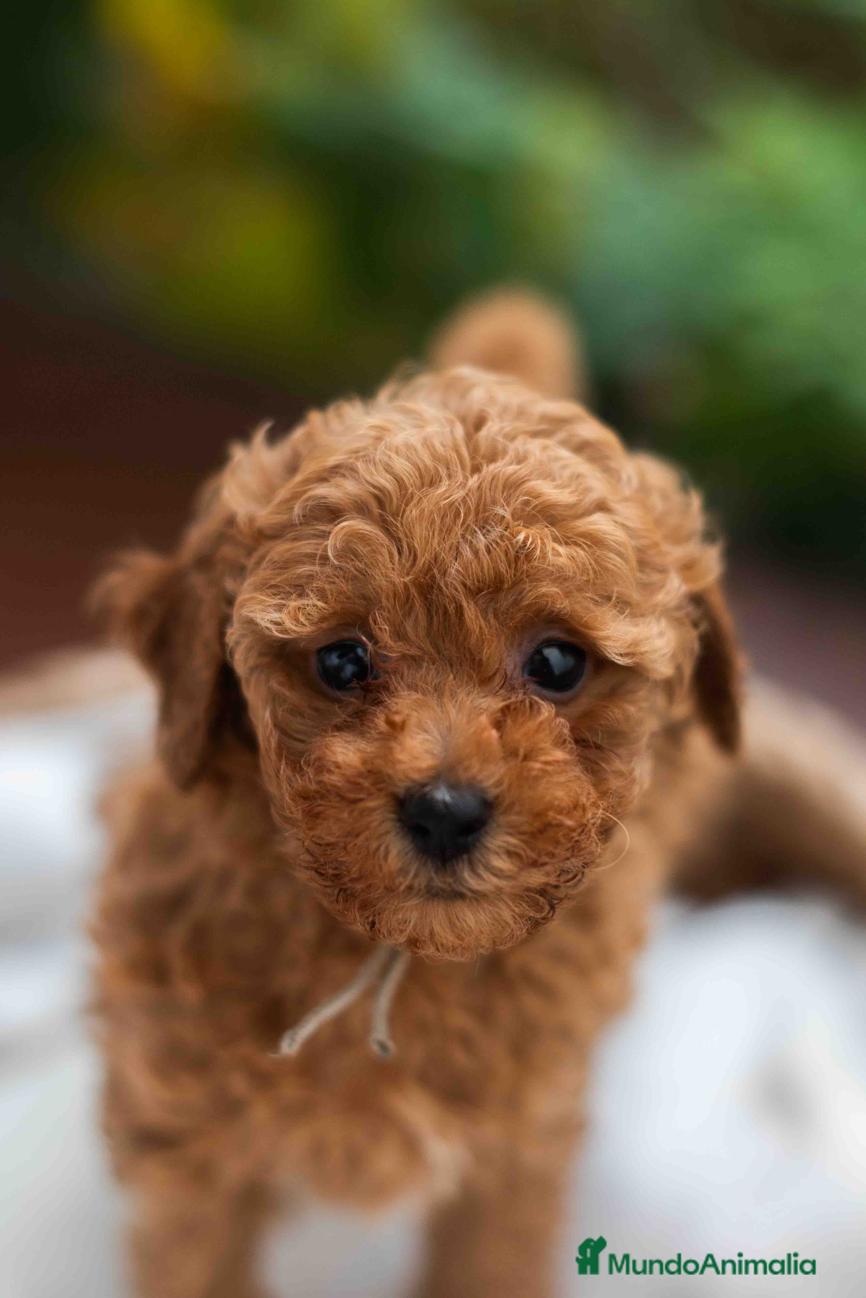 Caniche Toy perros Caniche toy Hembra - Anuncio 9