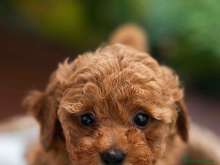 Caniche Toy perros Caniche toy Hembra - Anuncio 1