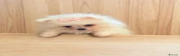Pomerania perros en venta: Hembra y macho  cara de zorro  - Anuncio 6