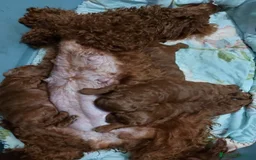 Caniche Toy perros en venta: caniche - Imagen 2