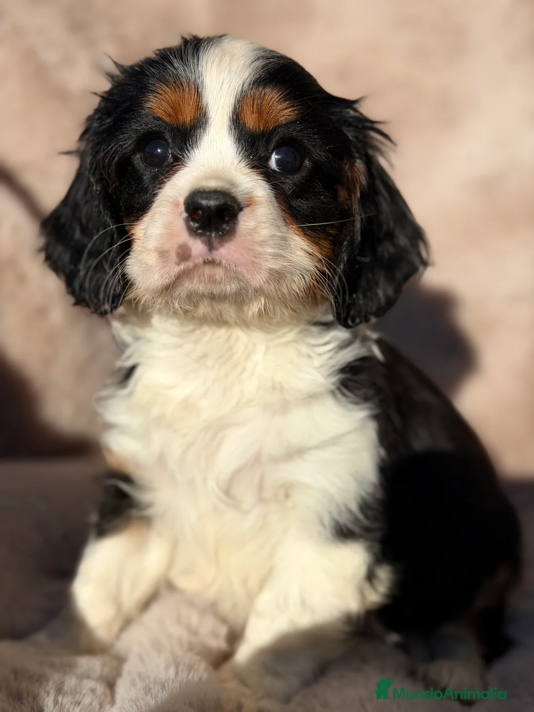 Cavalier King Charles Spaniel perros en venta: Cavalier tricolor  - Anuncio 2