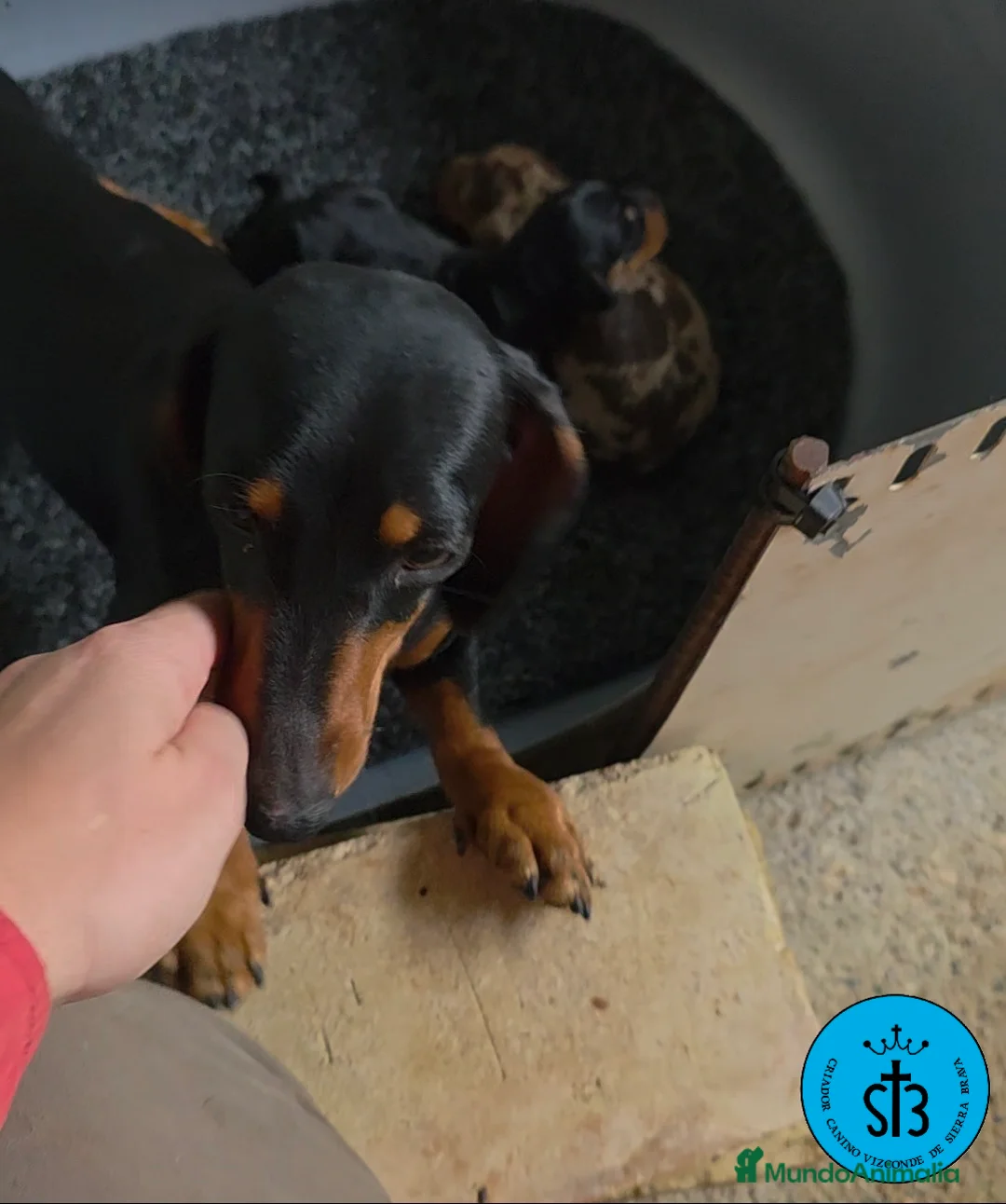 Teckel Miniatura perros en venta: Teckel miniatura negro y fuego y Arlequín chocolat en Sevilla - Anuncio 10