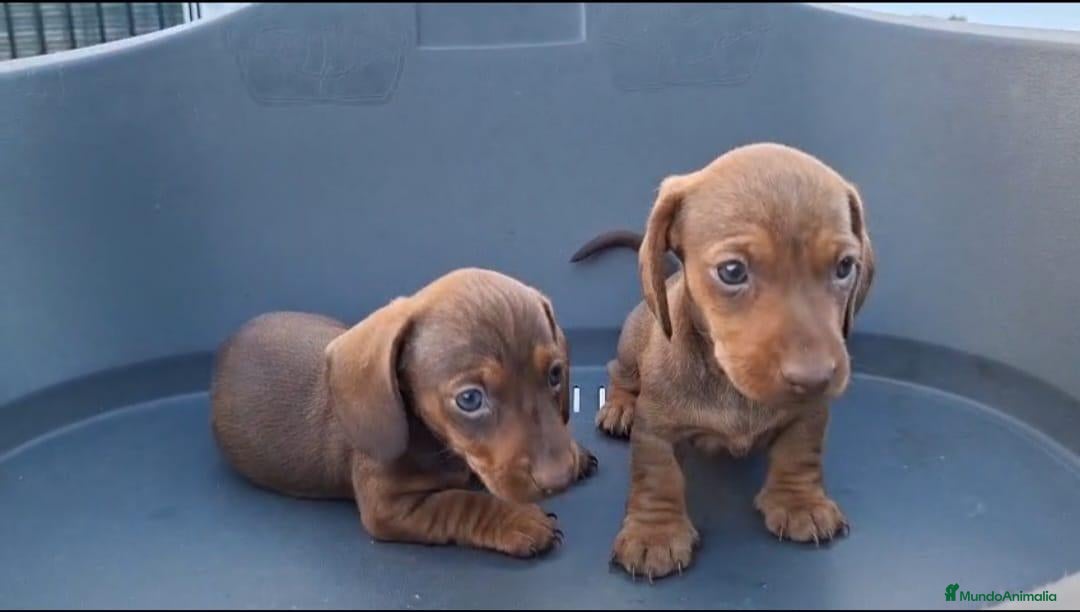 Teckel Miniatura perros TECKEL KANNINCHEN  - Anuncio 2
