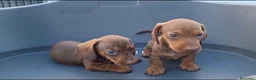 Teckel Miniatura perros en venta: TECKEL KANNINCHEN  - Anuncio 1