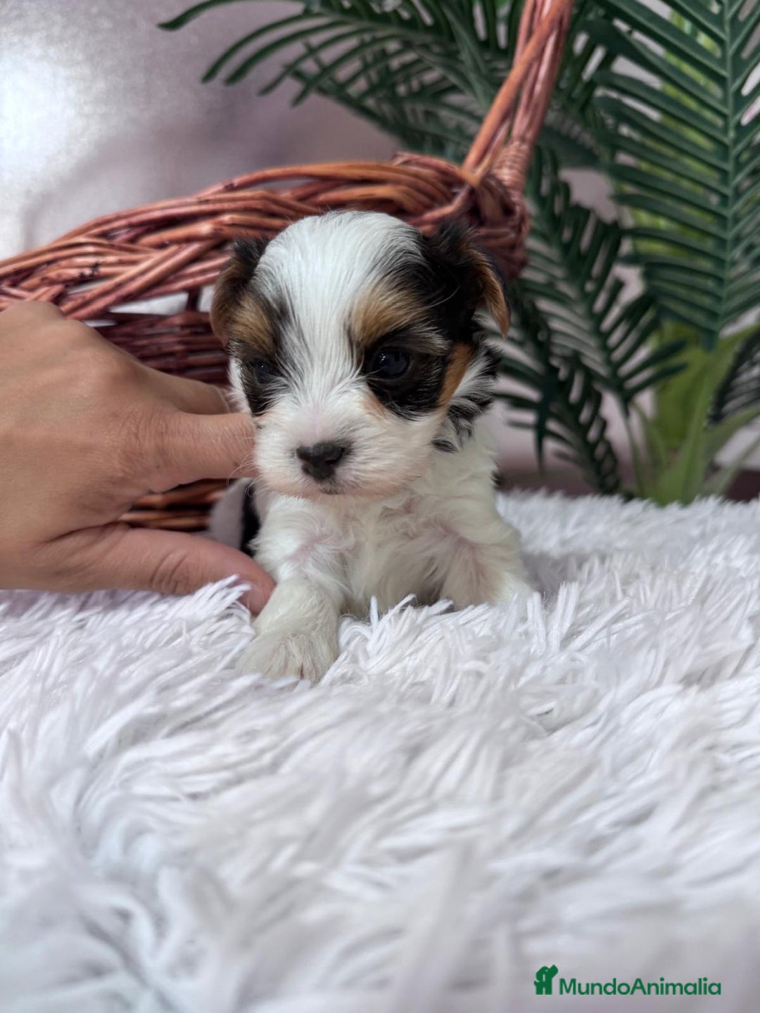 Yorkshire Terrier perros en venta: YORSKSHIRE BIEWER MACHO - Anuncio 2