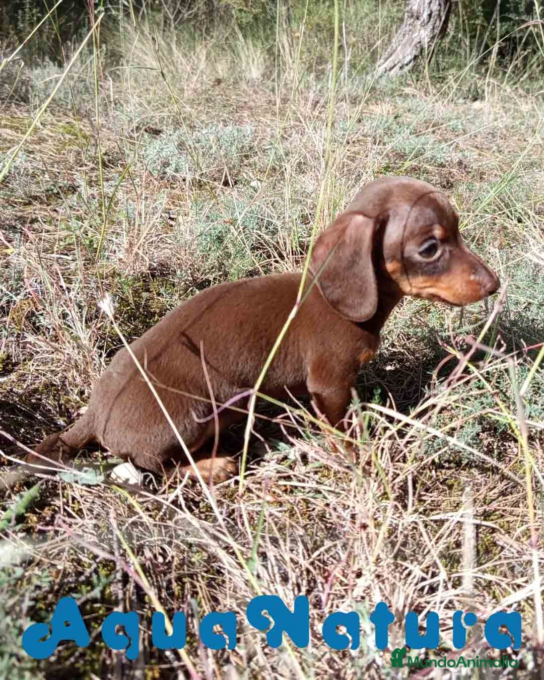 Teckel Miniatura perros Teckel Macho 2 de Lena AQUANATURA - Anuncio 2