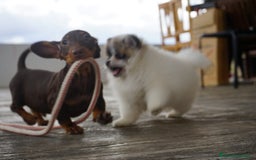 Pomerania perros en venta: 🐾 Roscón, Monk y Prodigy – Pomerania únicos 🐾 - Imagen 11