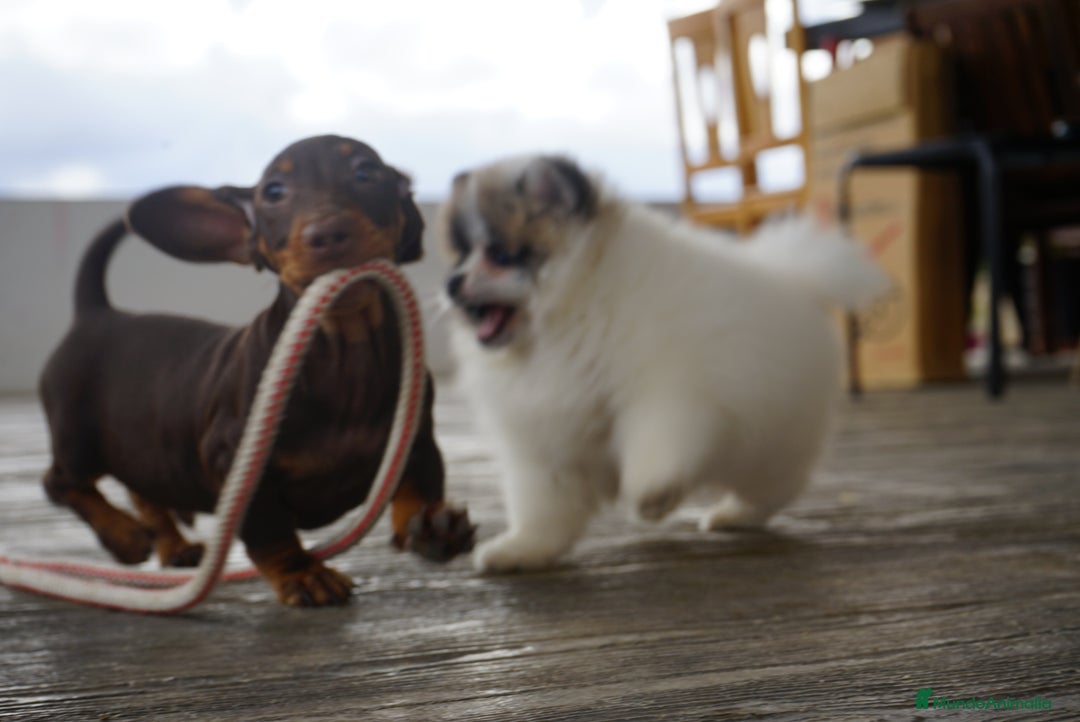 Pomerania perros en venta: 🐾 Roscón, Monk y Prodigy – Pomerania únicos 🐾 - Imagen 11