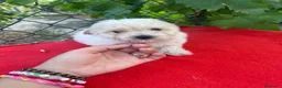 Maltipoo perros en venta: PRECIOSA HEMBRA MALTIPOO  - Anuncio 1