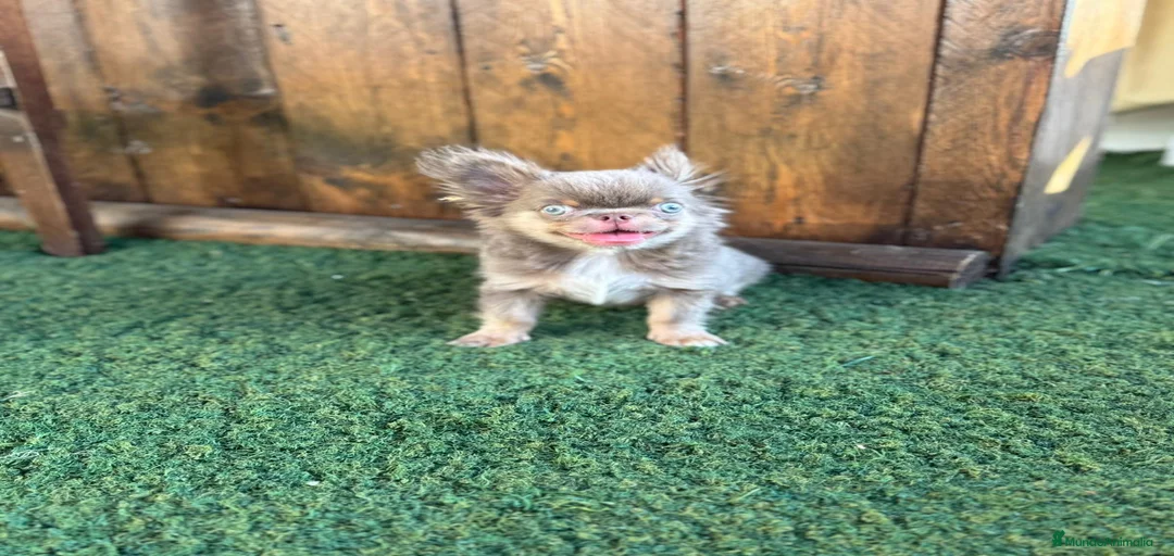 Imagen de galería {{count}}