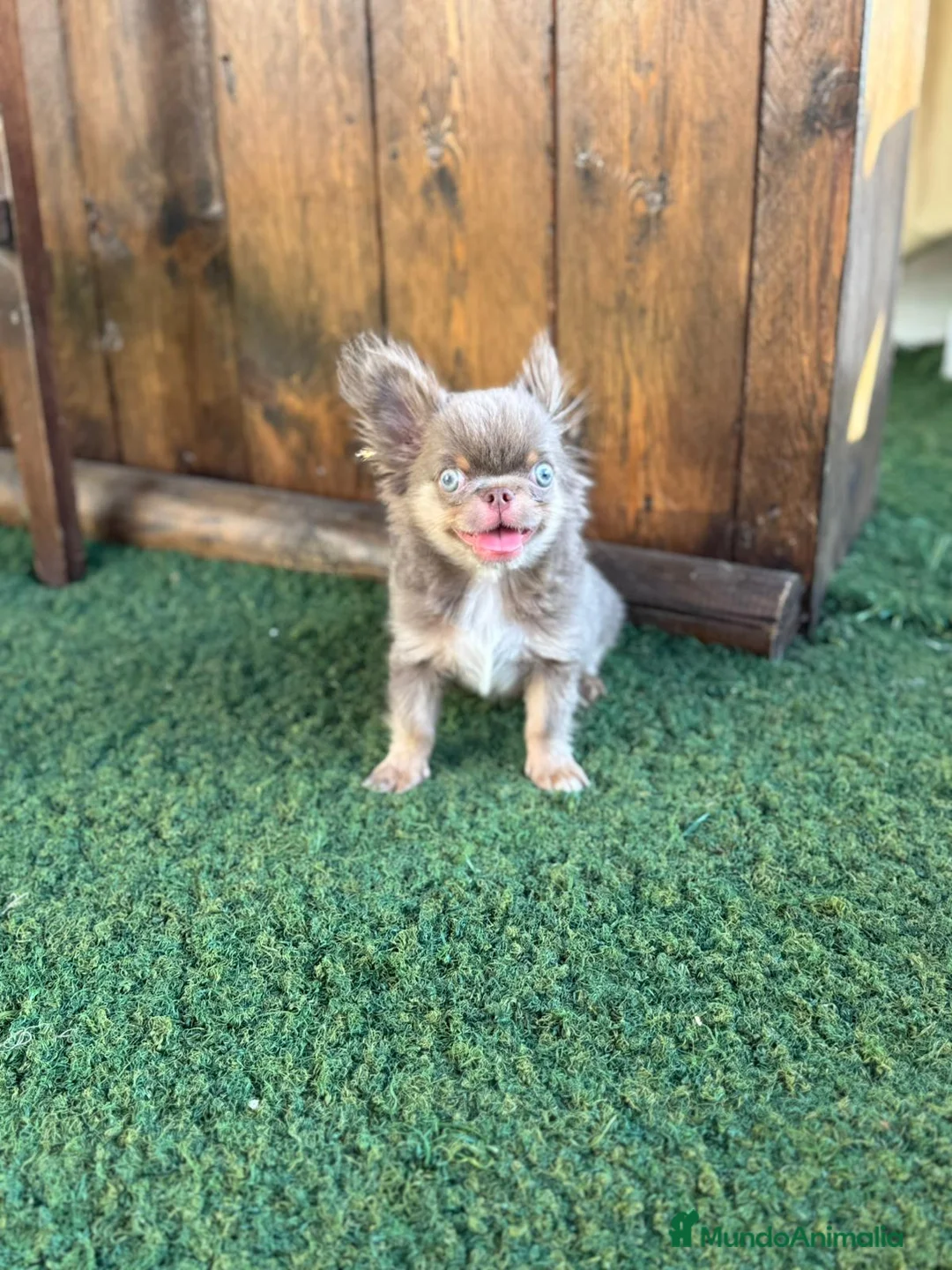 Imagen de galería {{count}}