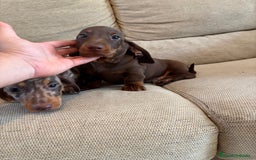 Teckel Miniatura perros en venta: Teckels miniaturas y kaninchen  - Imagen 2