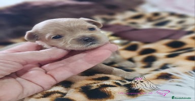 Maltipoo perros - Anuncio 2