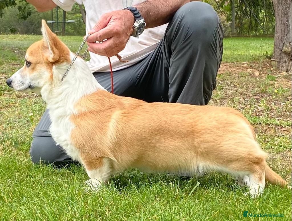 Welsh Corgi Pembroke perros Cachorros Corgi  | Criador pedigre garantia salud - Anuncio 1