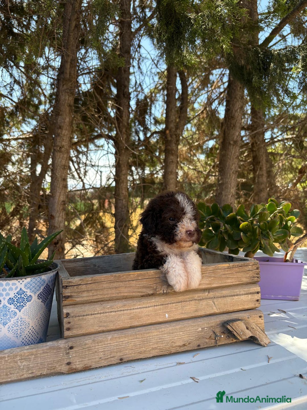 Perro de Agua Español perros en venta: Perro de Agua Español - Imagen 2